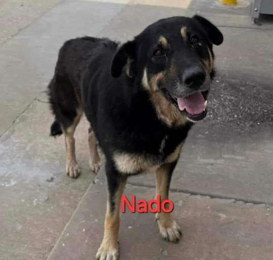 Photo of Nado