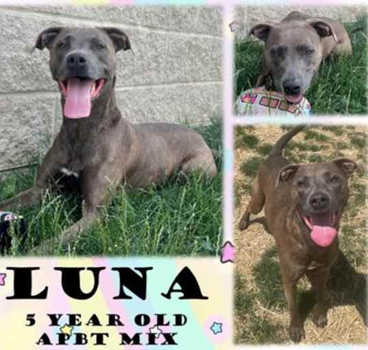 Photo of Luna