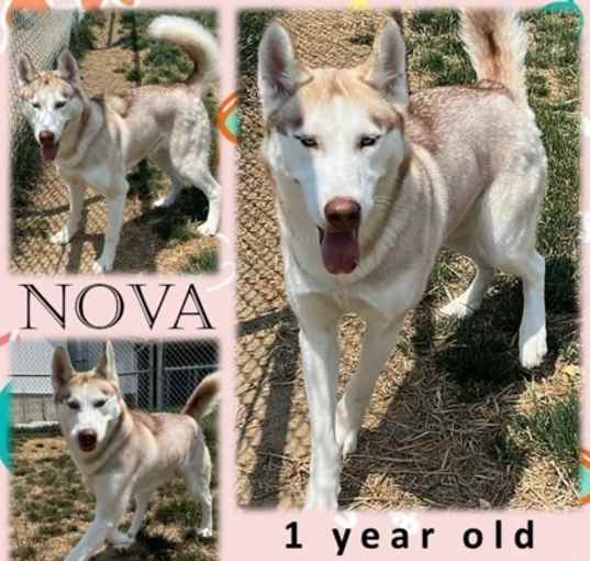 Photo of Nova