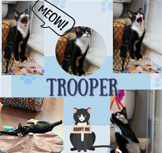 Photo of “Trooper “of the Paw Patrol Litter!