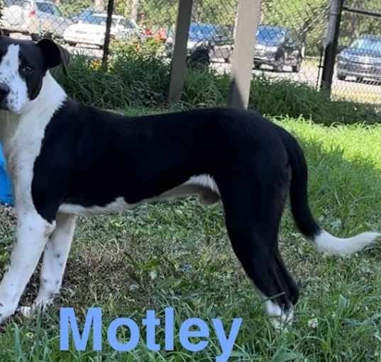 Photo of Motley (1500 bailey)