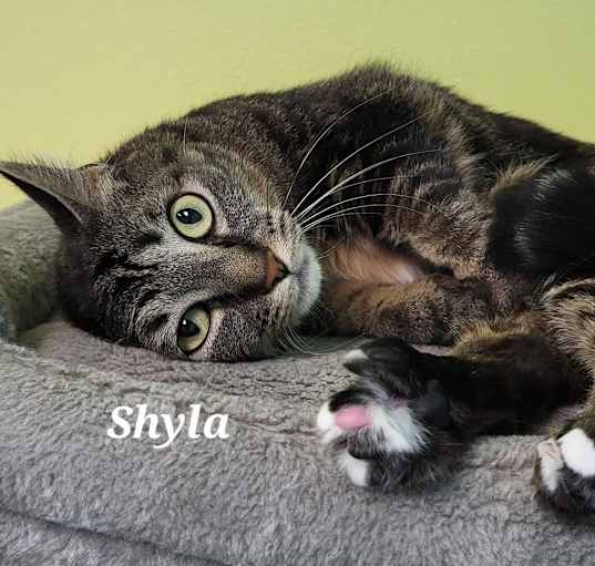 Photo of Shyla