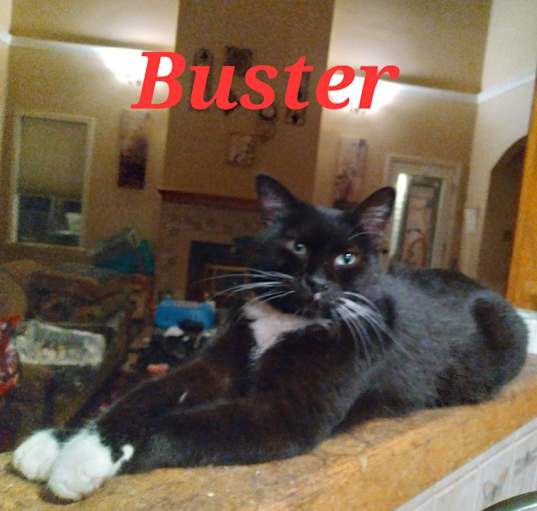 Photo of Buster