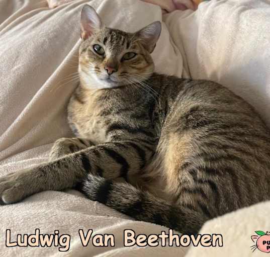 Photo of Ludwig Van Beethoven