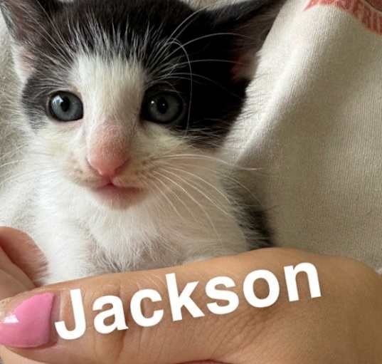 Photo of Jackson