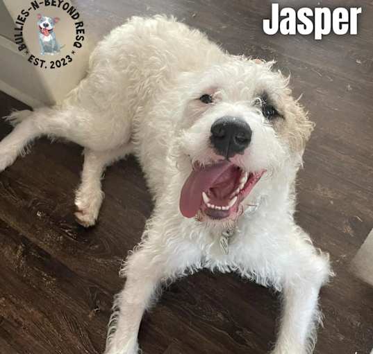 Photo of Jasper