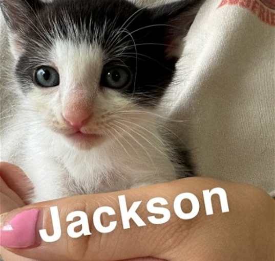 Photo of Jackson