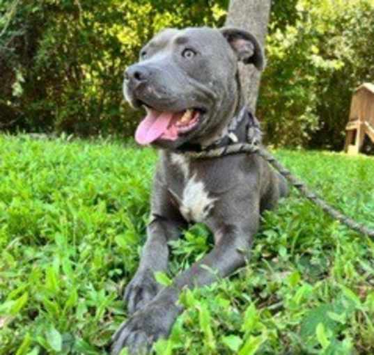 Photo of Baloo