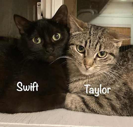 Photo of Swift