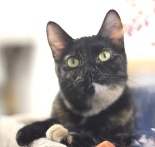 Photo of Luna
