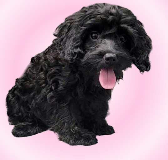 Photo of Harriet