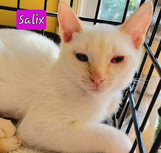 Photo of Salix