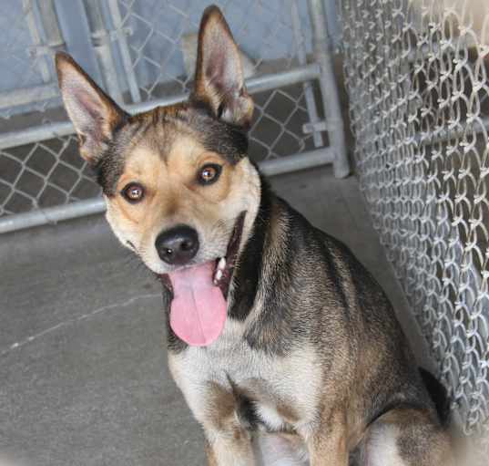 Photo of Wile E. Coyote (Neutered)