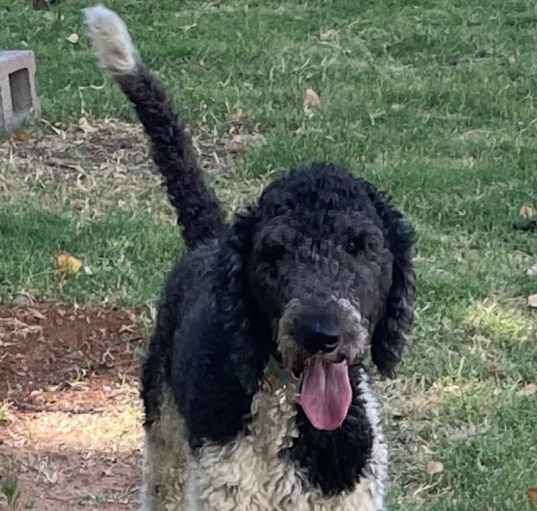 Photo of Oreodoodle - adoption pending