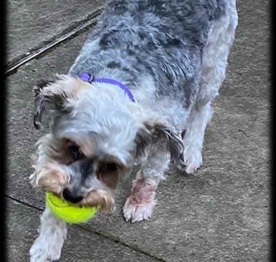Photo of Puddles-Adopted