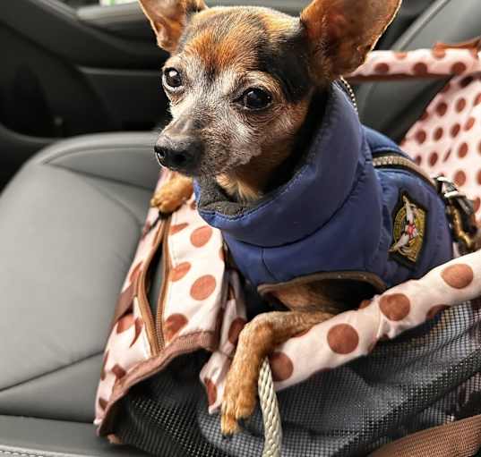 Photo of Layla