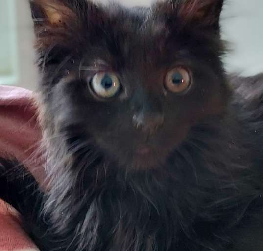 Photo of Kiki