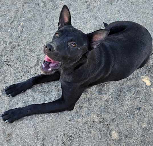 Photo of Sadie