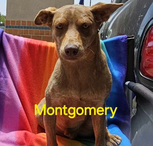 Photo of Montgomery