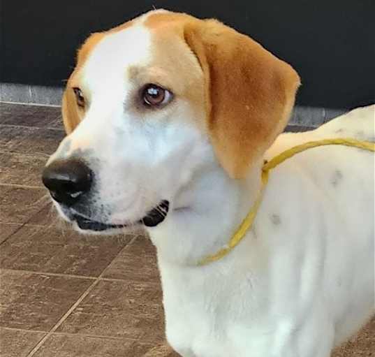 Photo of Frank *Adoption Pending*