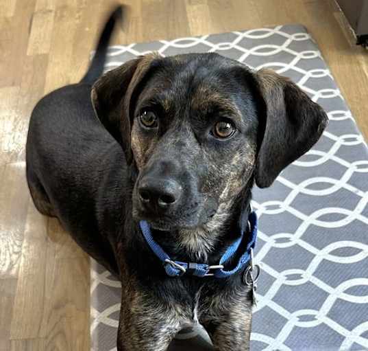 Photo of PUPPY RAZ TAZ- SPECIAL