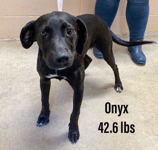 Photo of Onyx