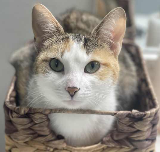 Photo of Honey
