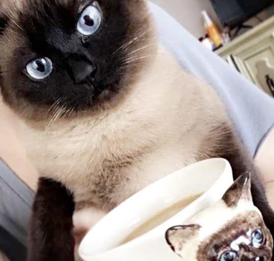Photo of Saki