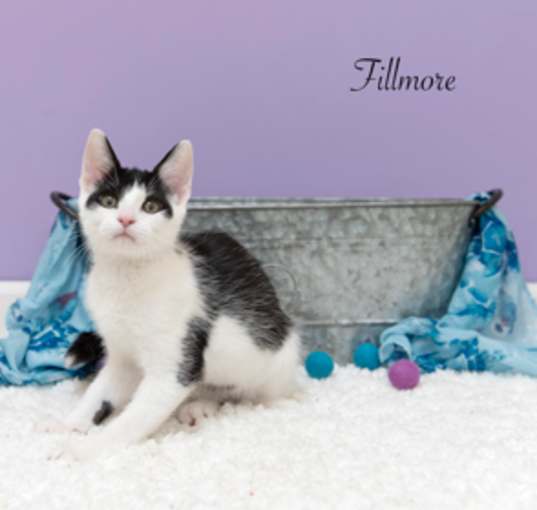 Photo of Fillmore