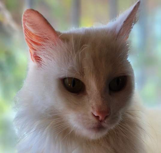 Photo of Frostbite