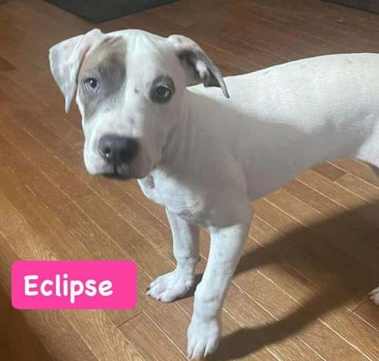 Photo of Eclipse