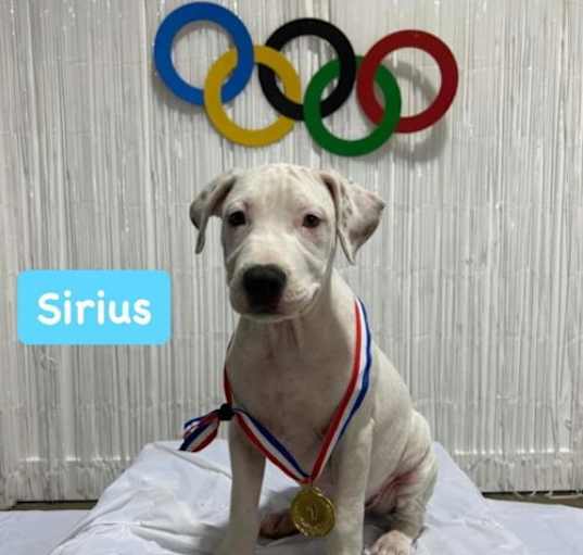 Photo of Sirius  *adoption pending