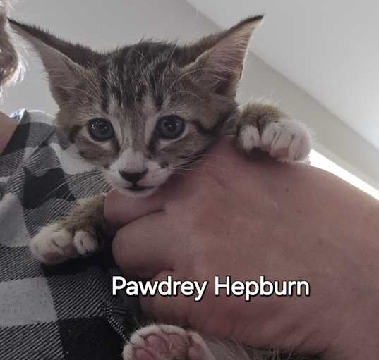 Photo of Pawdrey Hepburn