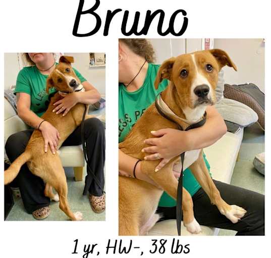 Photo of Bruno