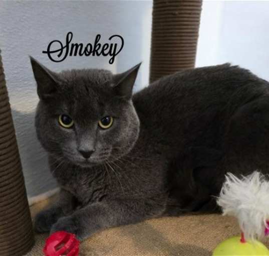 Photo of Smokey