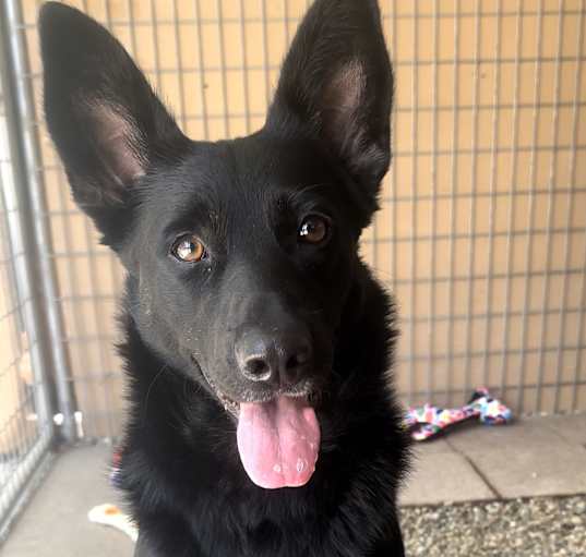 Photo of Sadie