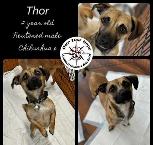 Photo of Thor