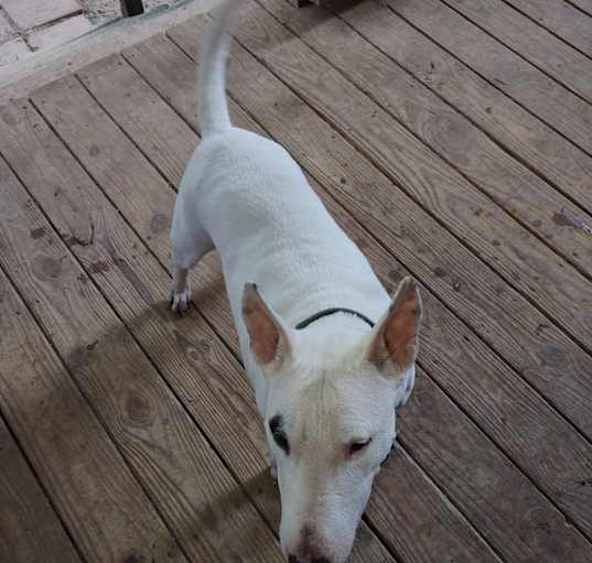 Photo of Piper