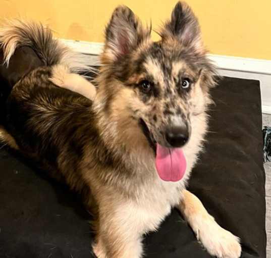 Photo of Loba