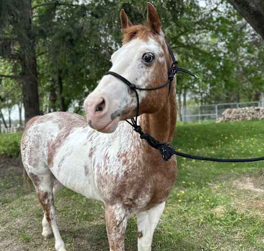 Photo of Lady