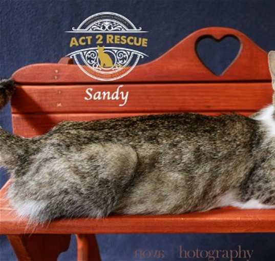 Photo of Sandy