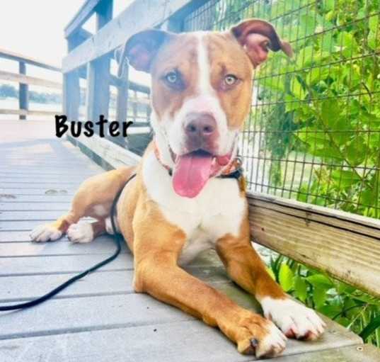 Photo of C34-24 Buster