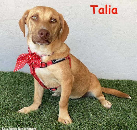 Photo of Talia