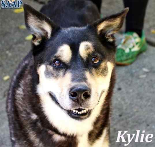 Photo of Kylie (bonded to Yaz)