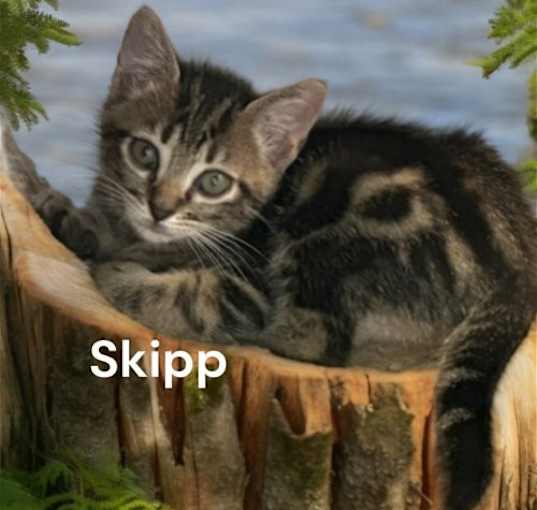 Photo of Skipp