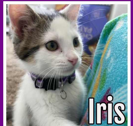 Photo of Iris