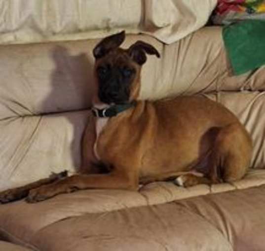 Photo of Louie
