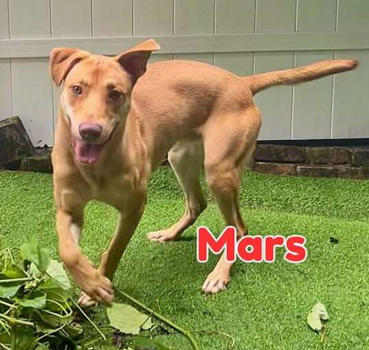 Photo of Mars