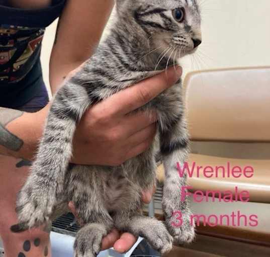 Photo of Wrenlee