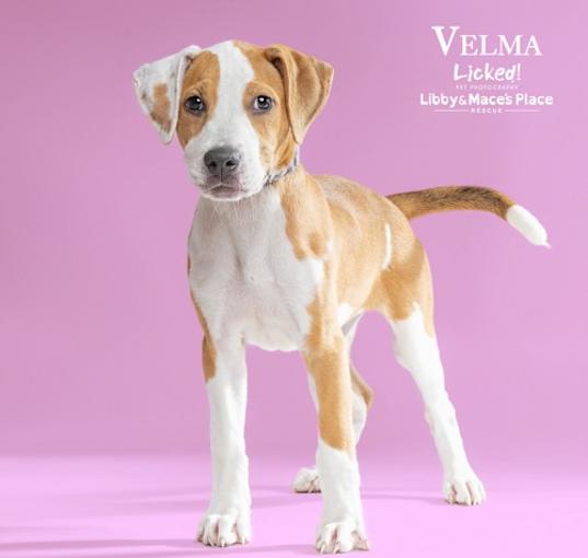 Photo of Velma